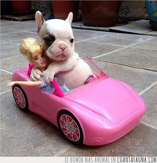 perro,cría,barbie,descapotable,coche,juguete